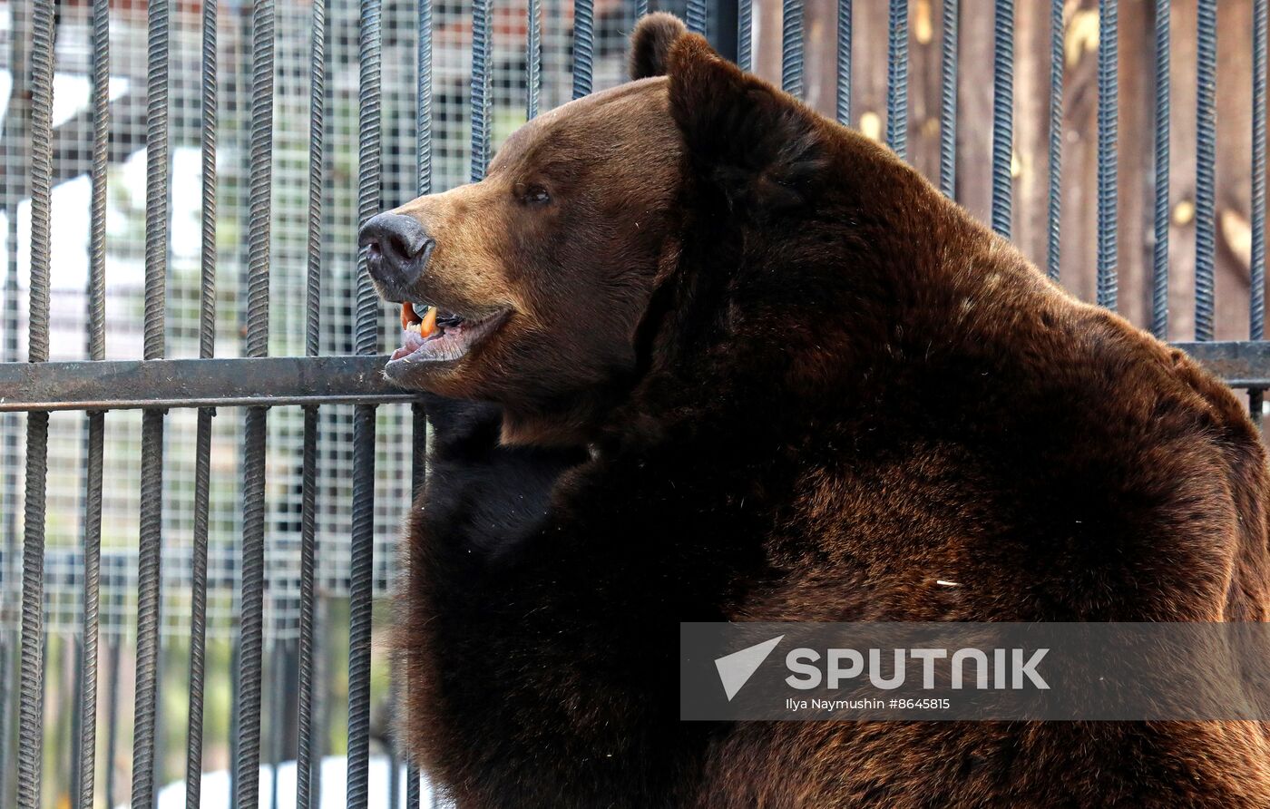 Russia Zoo Bears