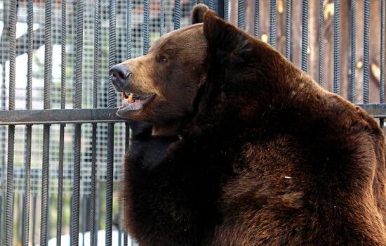 Russia Zoo Bears