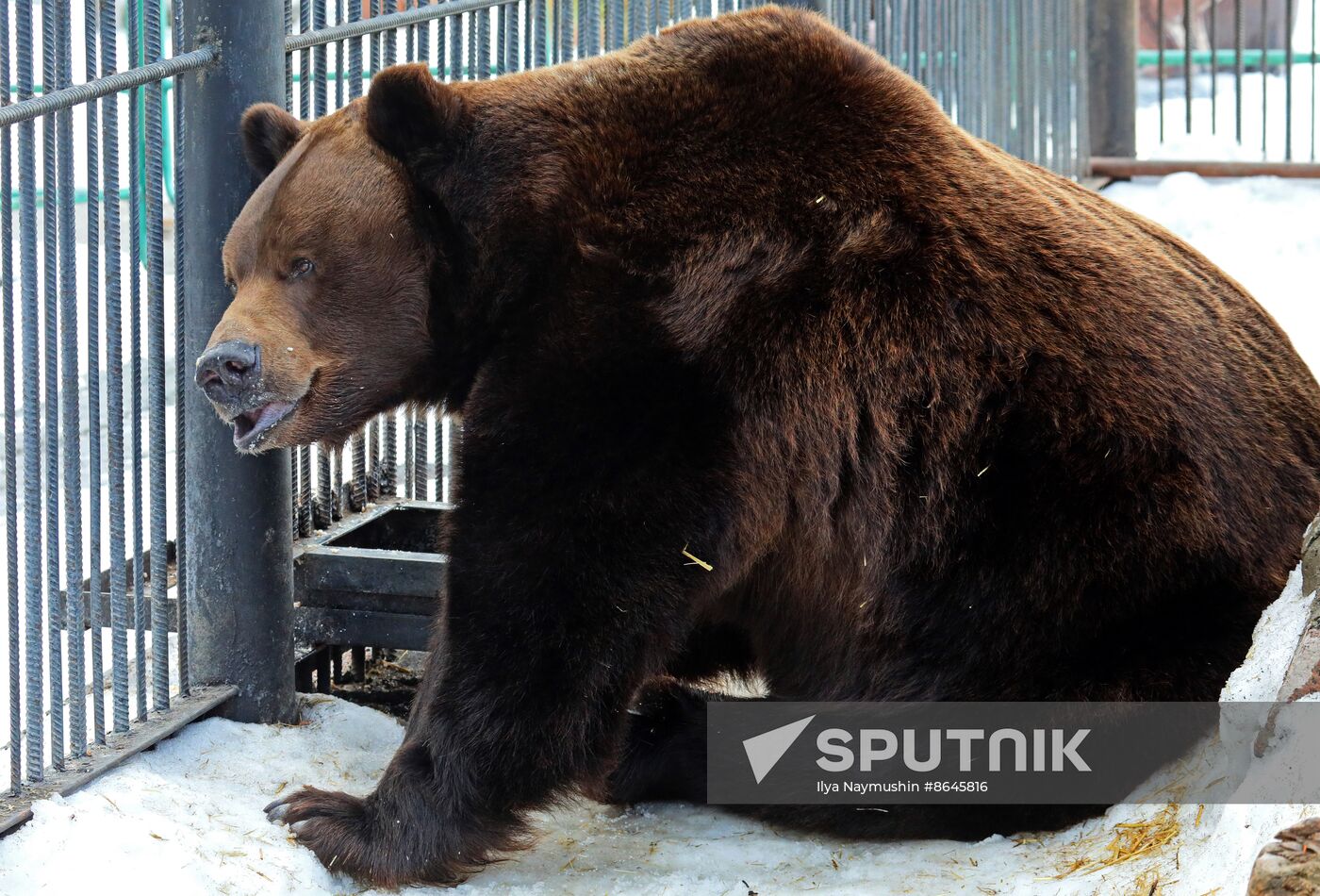 Russia Zoo Bears