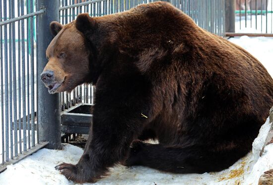 Russia Zoo Bears