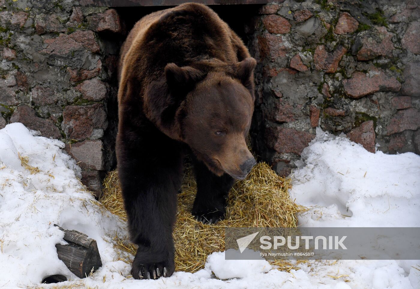 Russia Zoo Bears