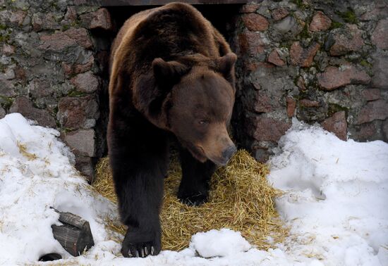 Russia Zoo Bears