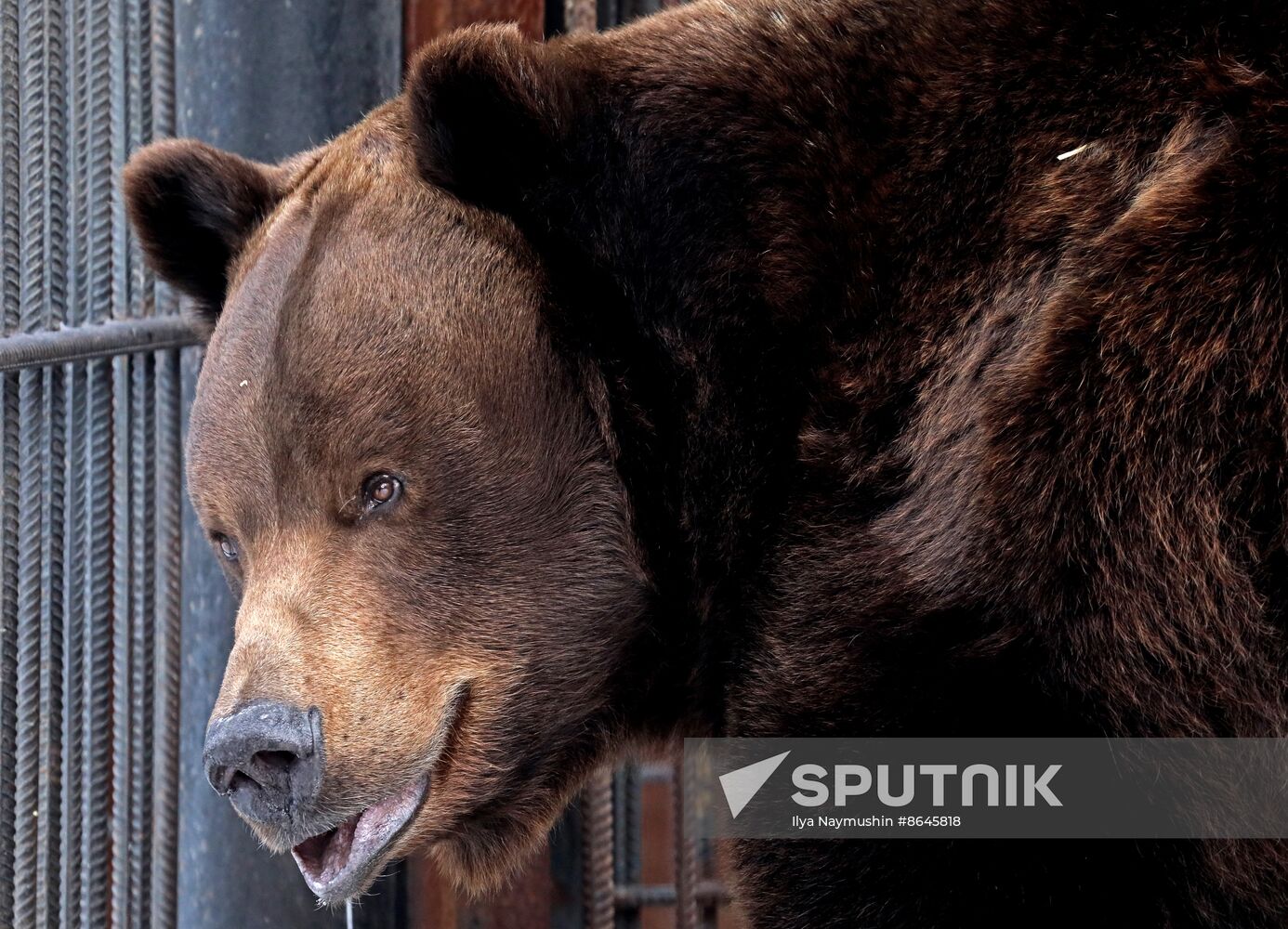 Russia Zoo Bears