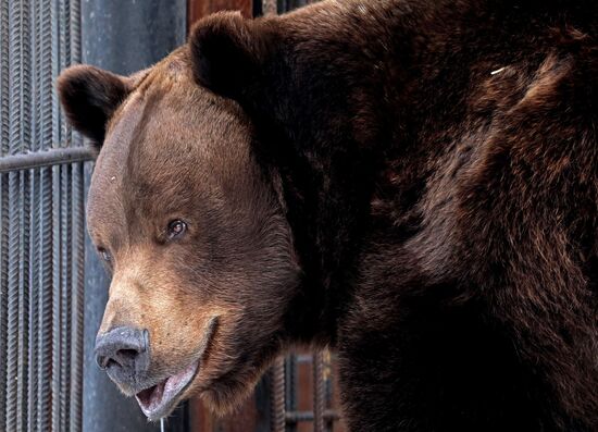 Russia Zoo Bears