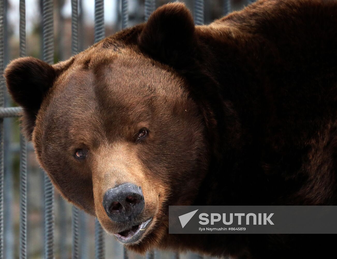 Russia Zoo Bears