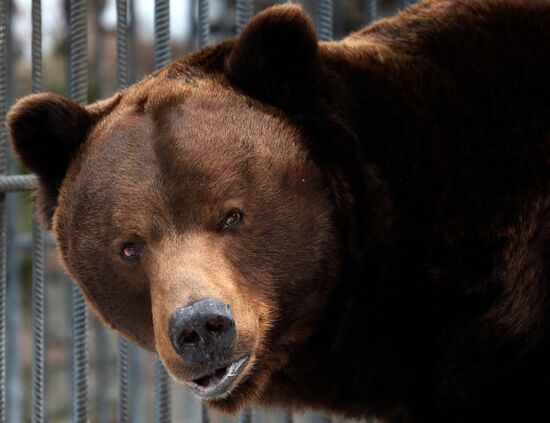 Russia Zoo Bears