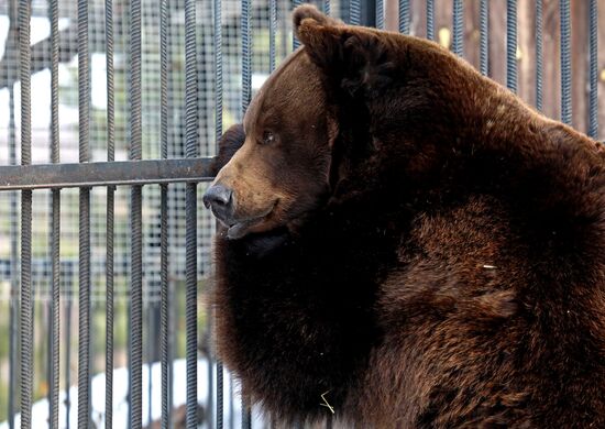Russia Zoo Bears