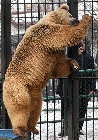 Russia Zoo Bears
