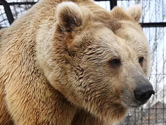 Russia Zoo Bears
