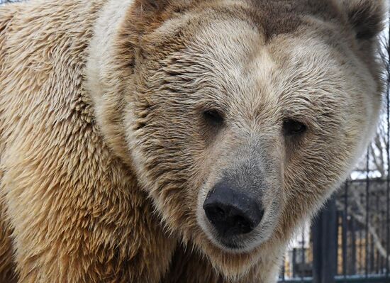 Russia Zoo Bears