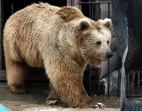 Russia Zoo Bears