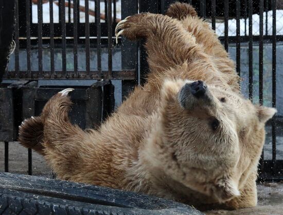 Russia Zoo Bears