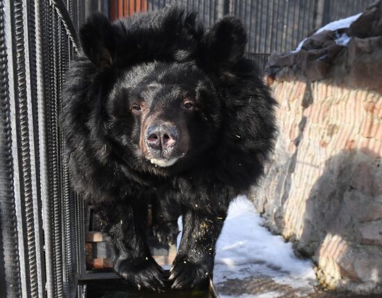 Russia Zoo Bears