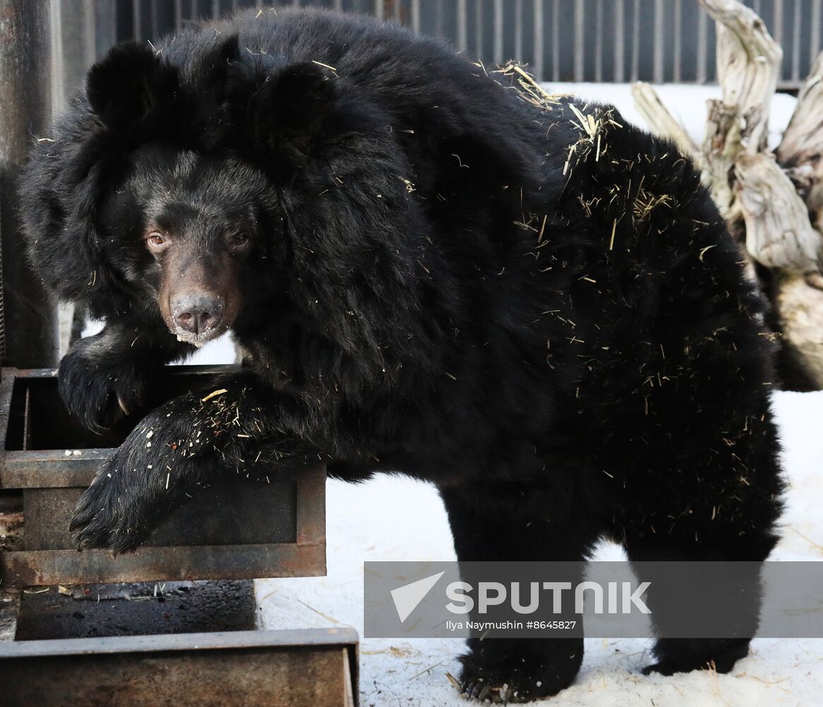 Russia Zoo Bears