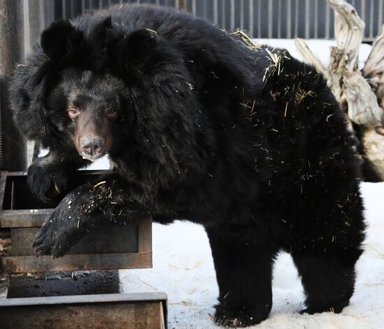 Russia Zoo Bears