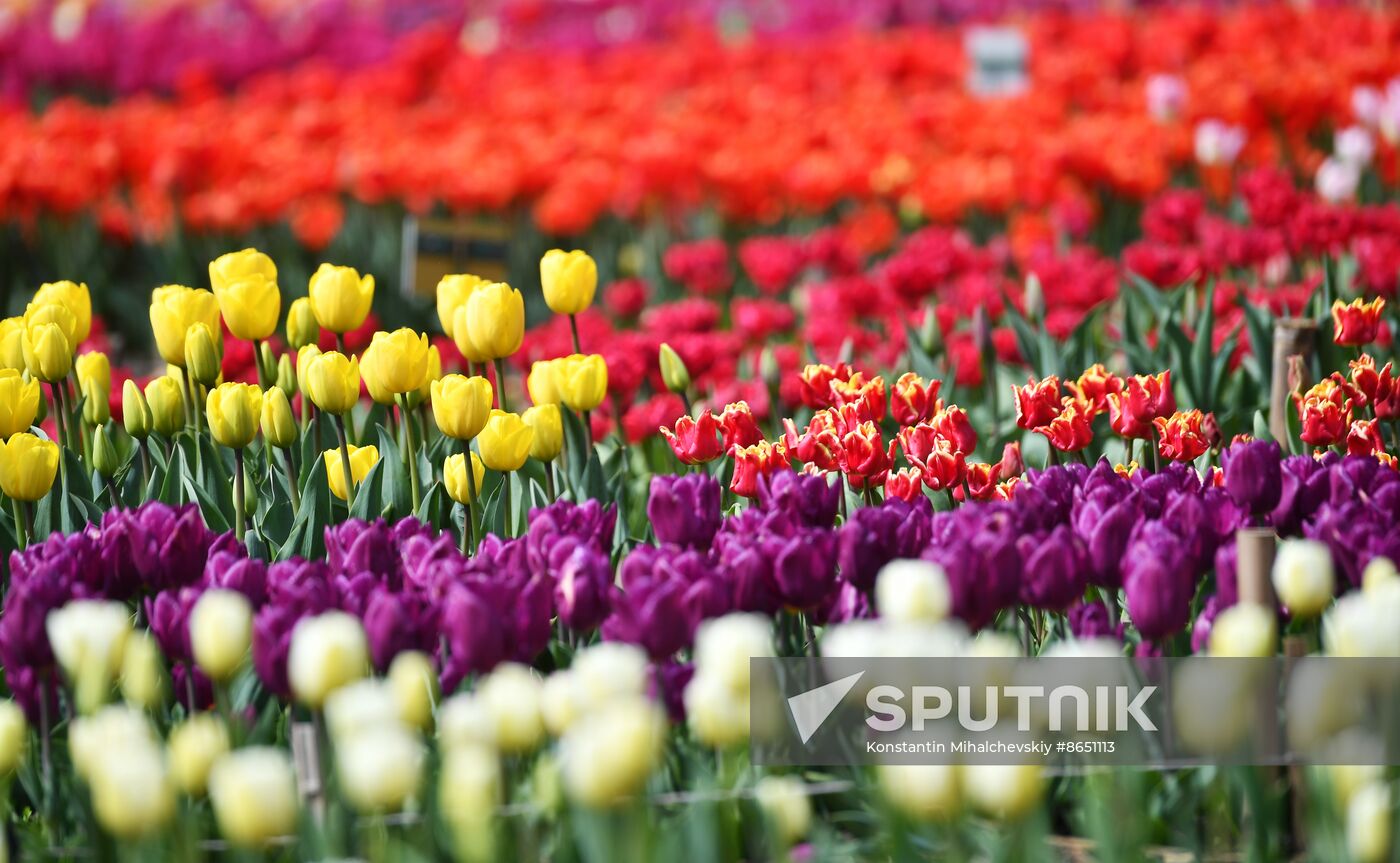 Russia Environment Tulips Exhibition