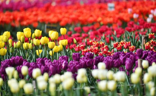 Russia Environment Tulips Exhibition