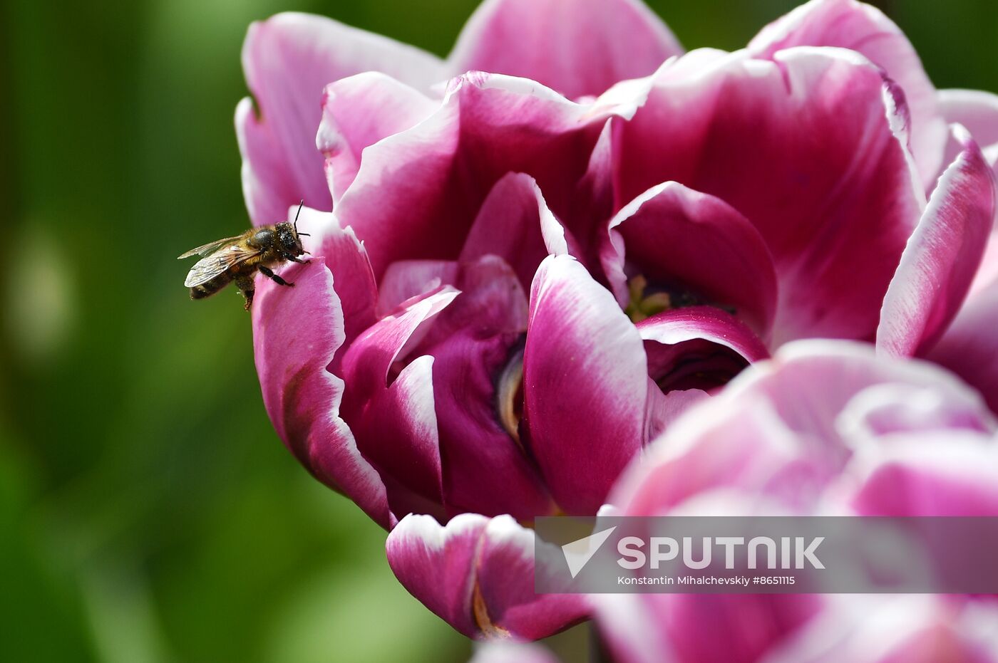 Russia Environment Tulips Exhibition