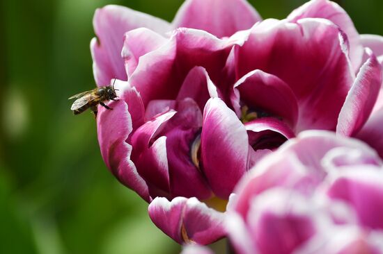 Russia Environment Tulips Exhibition