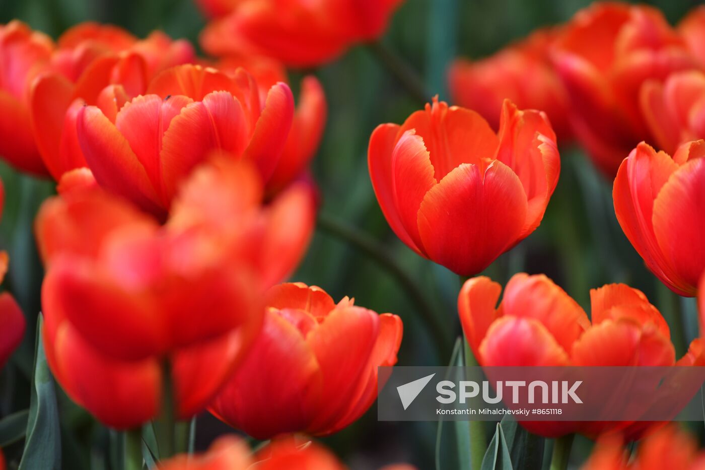 Russia Environment Tulips Exhibition