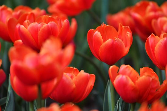 Russia Environment Tulips Exhibition