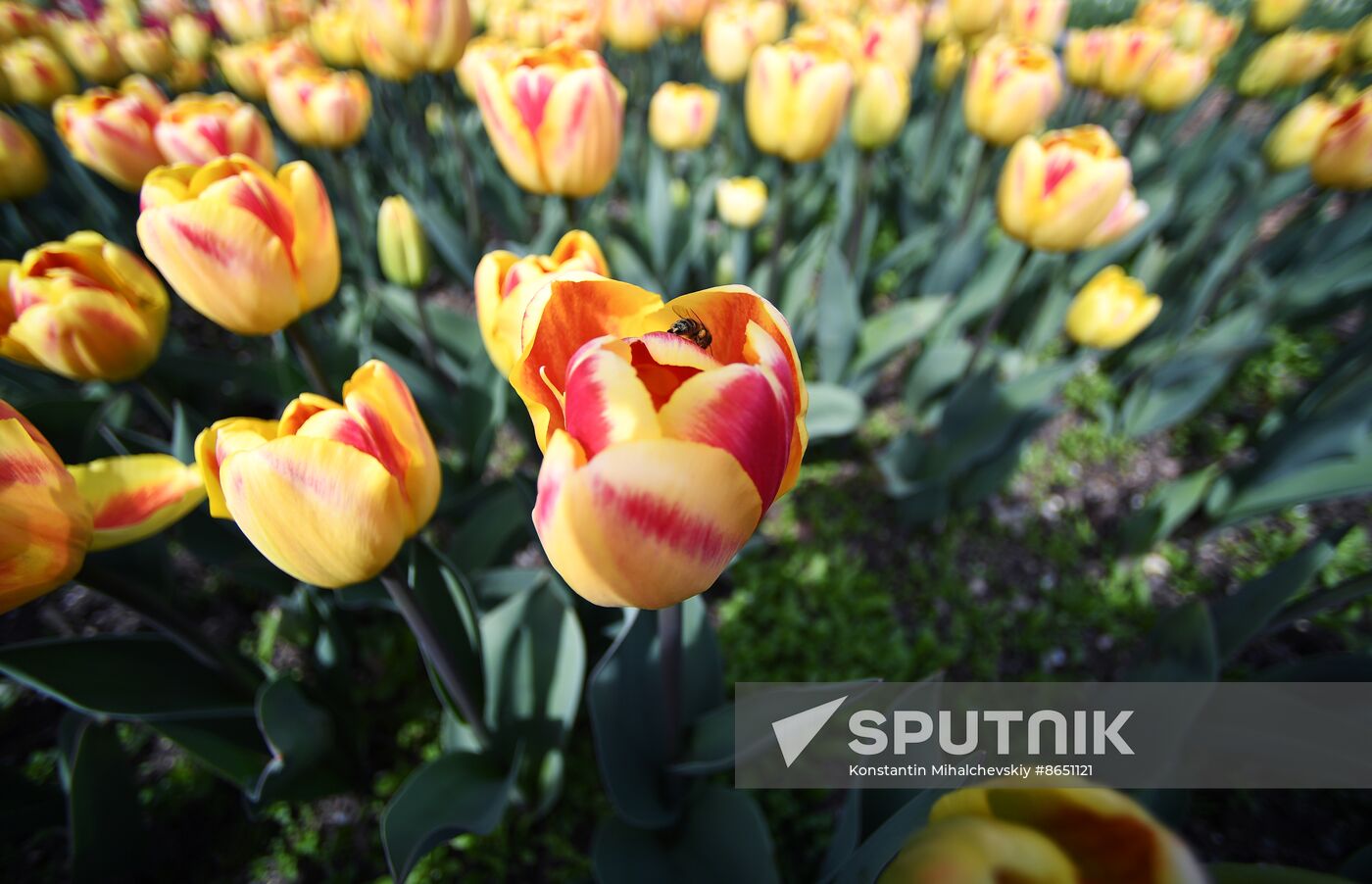 Russia Environment Tulips Exhibition