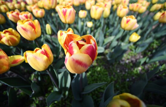 Russia Environment Tulips Exhibition