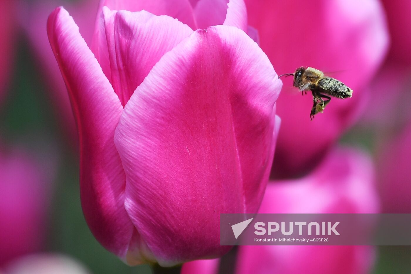 Russia Environment Tulips Exhibition