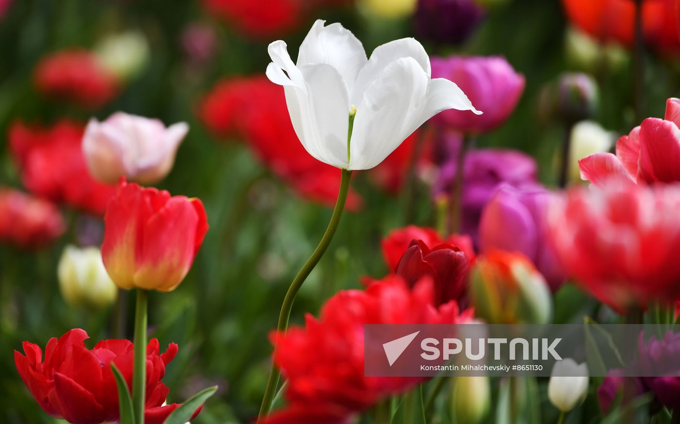 Russia Environment Tulips Exhibition