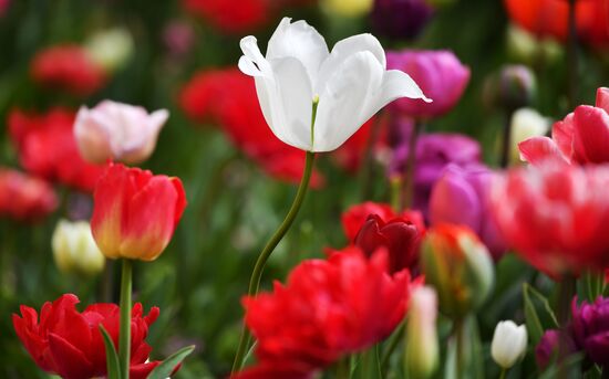Russia Environment Tulips Exhibition