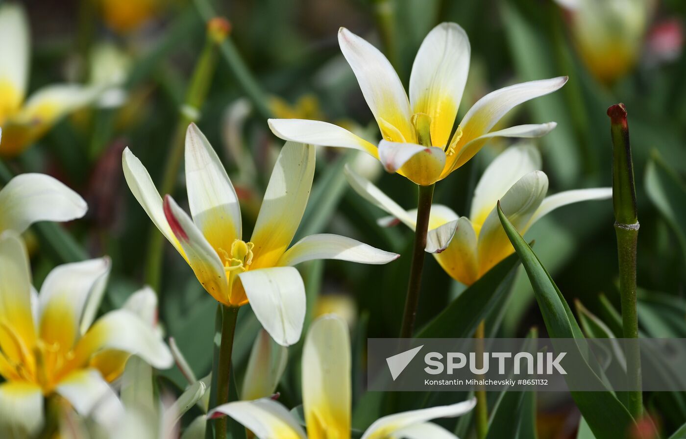 Russia Environment Tulips Exhibition