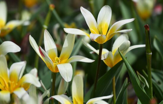 Russia Environment Tulips Exhibition