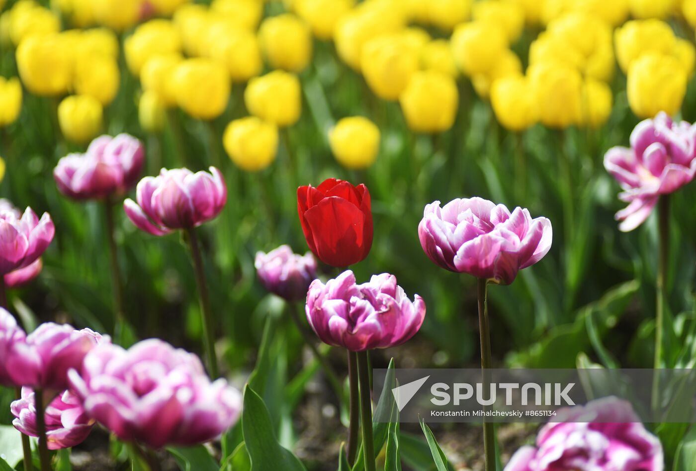 Russia Environment Tulips Exhibition