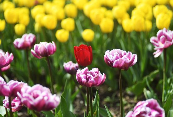 Russia Environment Tulips Exhibition