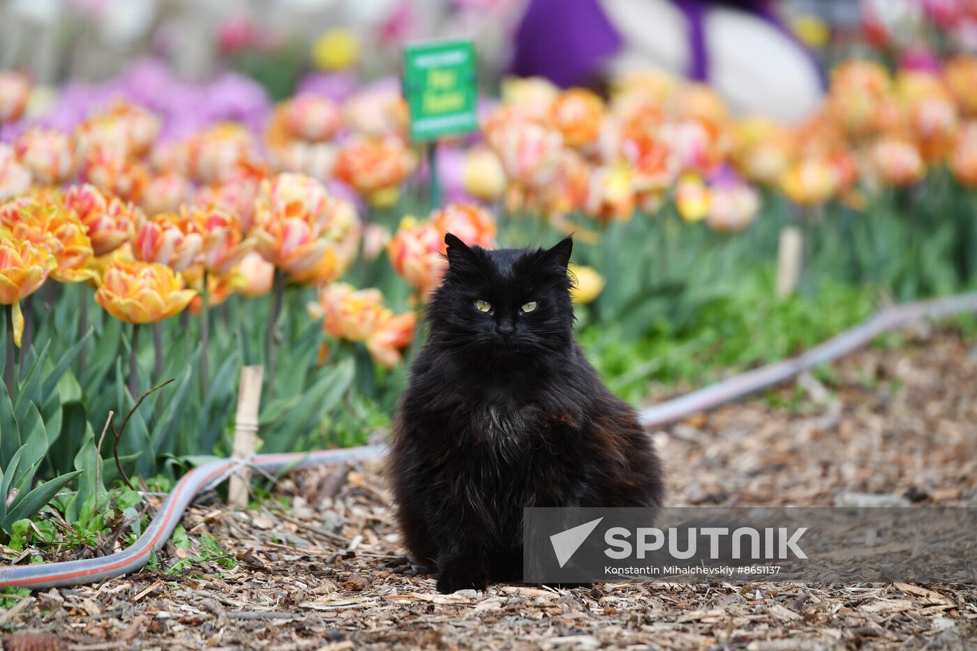 Russia Environment Tulips Exhibition