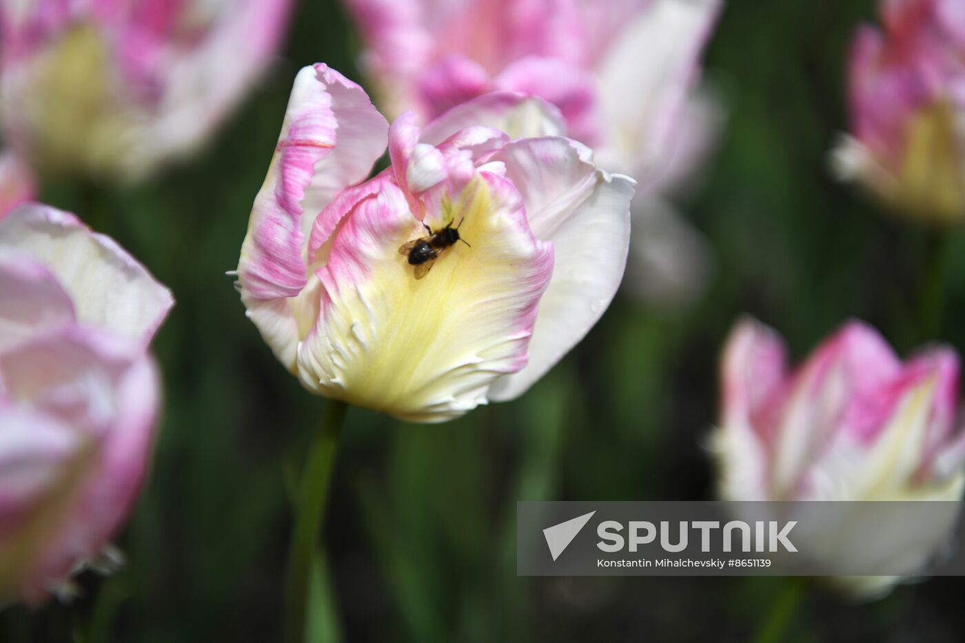 Russia Environment Tulips Exhibition