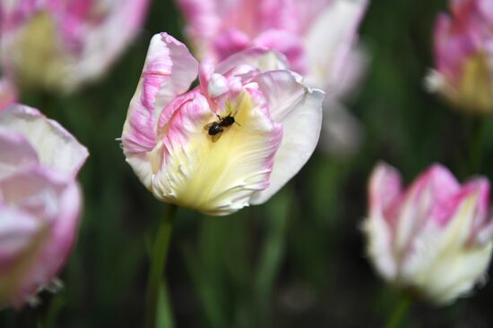 Russia Environment Tulips Exhibition