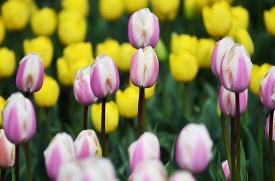 Russia Environment Tulips Exhibition