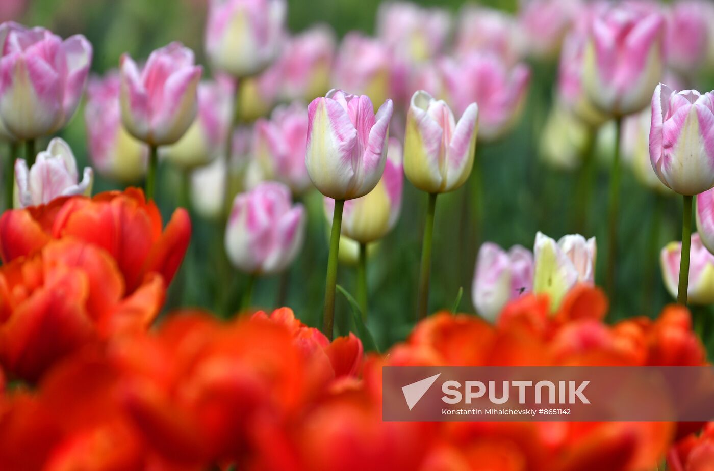 Russia Environment Tulips Exhibition