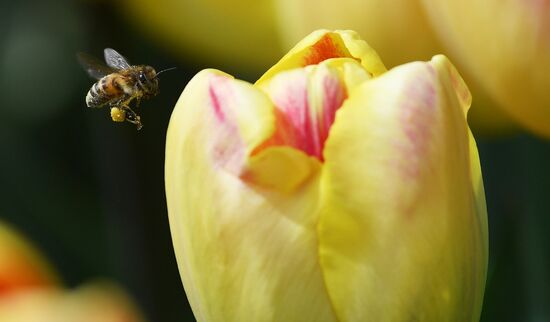 Russia Environment Tulips Exhibition