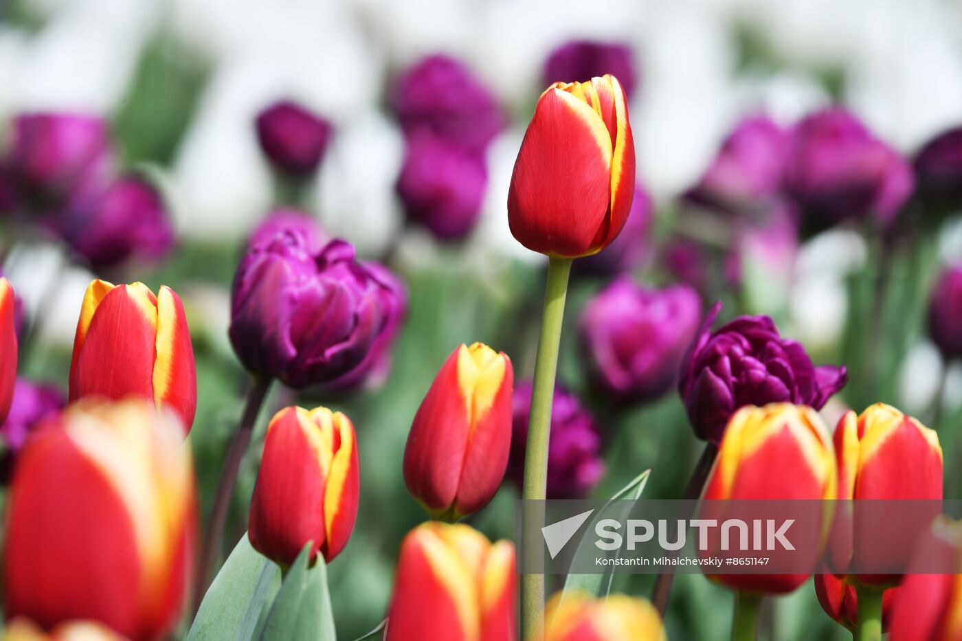 Russia Environment Tulips Exhibition