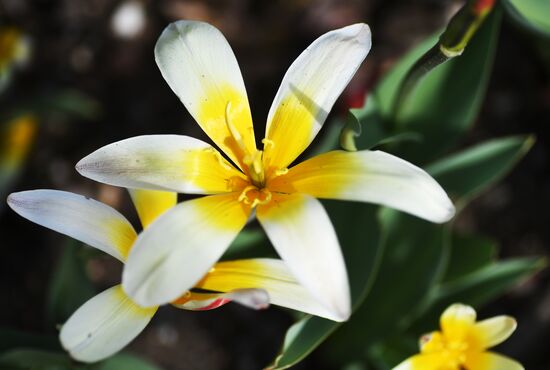 Russia Environment Tulips Exhibition