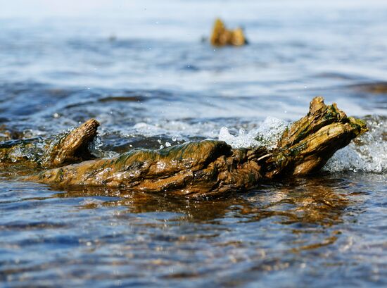 Russia Environment Fossilized Forest