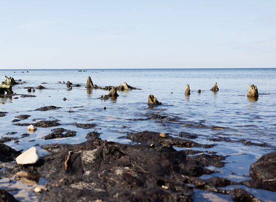 Russia Environment Fossilized Forest