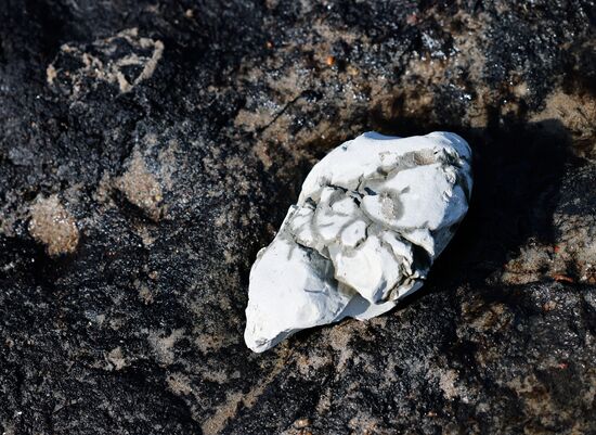 Russia Environment Fossilized Forest