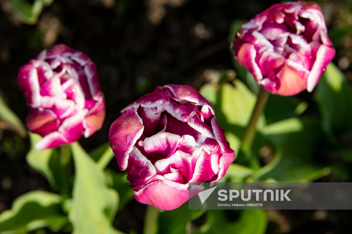 Russia Environment Tulips Exhibition