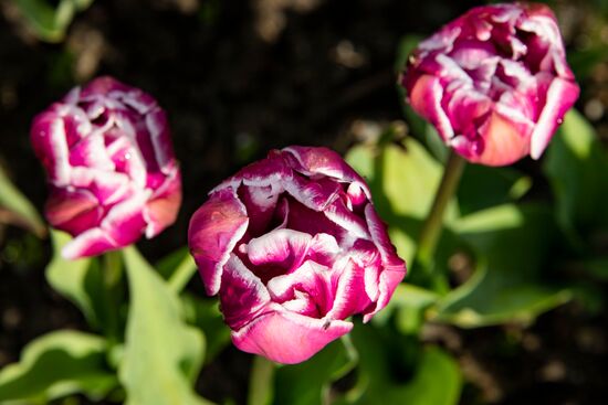 Russia Environment Tulips Exhibition
