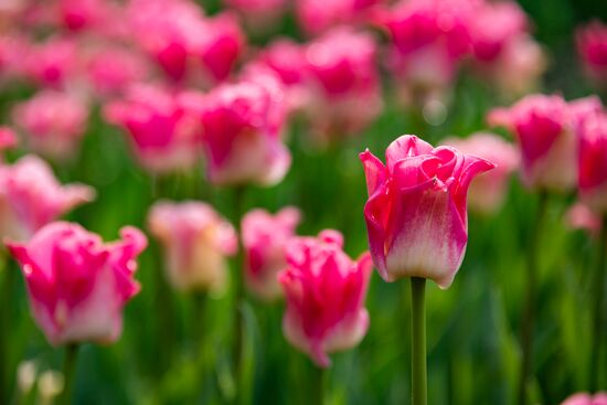 Russia Environment Tulips Exhibition