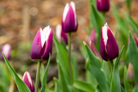 Russia Environment Tulips Exhibition
