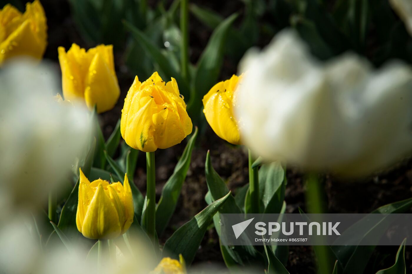 Russia Environment Tulips Exhibition